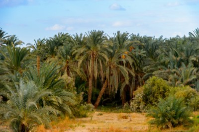 Extensión desiertos blanco y negro